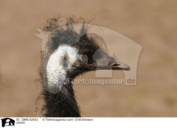 Afrikanische Strau / ostrich / DMS-02652