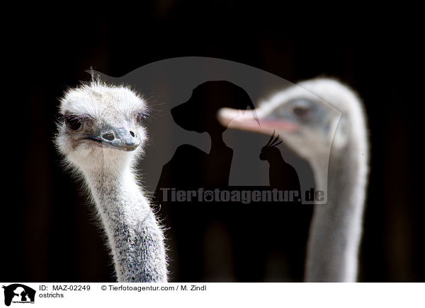 ostrichs / MAZ-02249