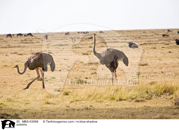 Staue / ostrichs / MBS-03998