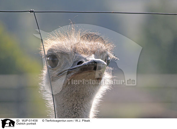 Strau Portrait / Ostrich portrait / WJP-01458