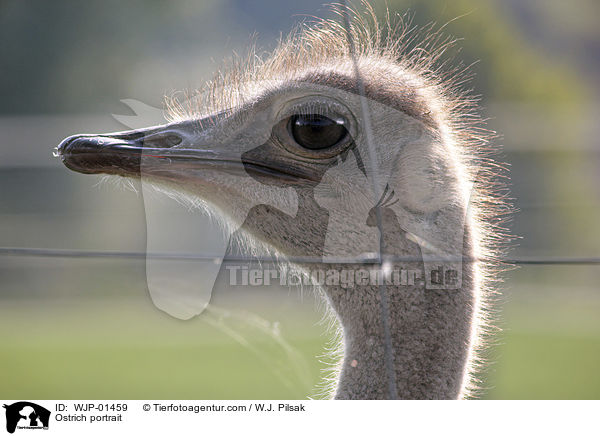 Strau Portrait / Ostrich portrait / WJP-01459