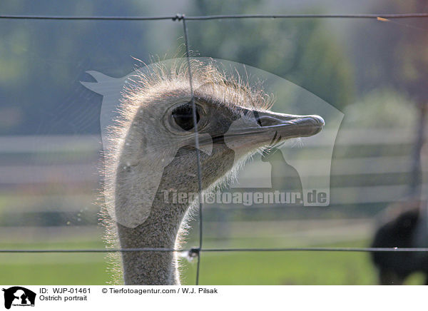 Strau Portrait / Ostrich portrait / WJP-01461