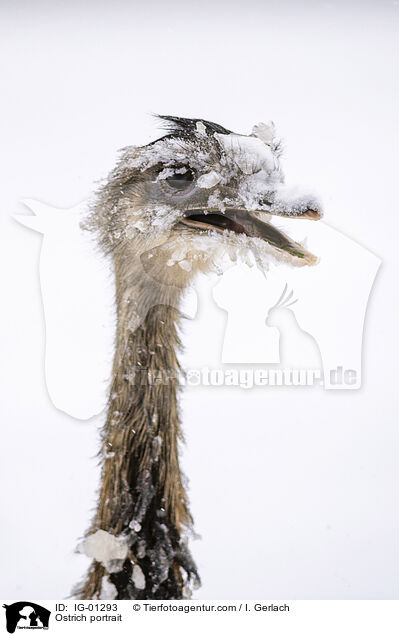 Strau Portrait / Ostrich portrait / IG-01293