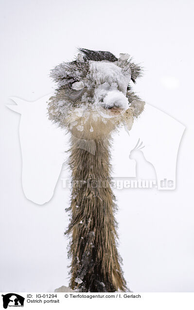 Ostrich portrait / IG-01294
