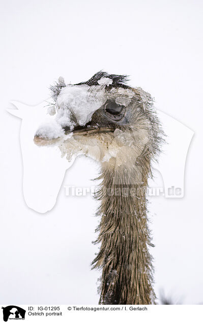 Ostrich portrait / IG-01295