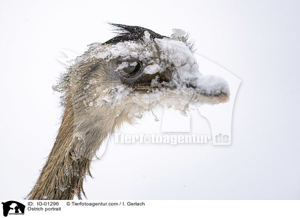Strau Portrait / Ostrich portrait / IG-01296