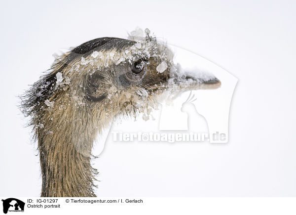 Strau Portrait / Ostrich portrait / IG-01297