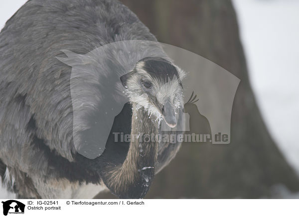 Ostrich portrait / IG-02541