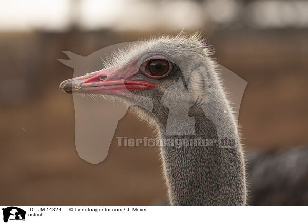 ostrich / JM-14324