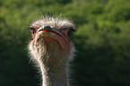 ostrich portrait