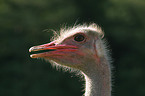 ostrich portrait