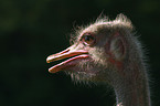 ostrich portrait