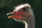 ostrich portrait