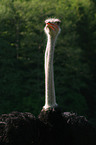 ostrich portrait