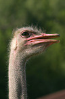 ostrich portrait