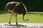 ostrich