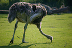 ostrich