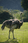 ostrich