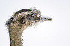 Ostrich portrait