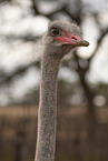 ostrich