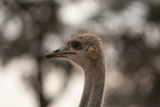 ostrich