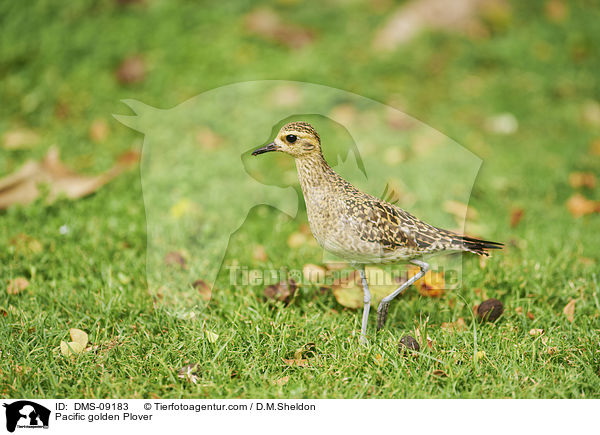 Pacific golden Plover / DMS-09183