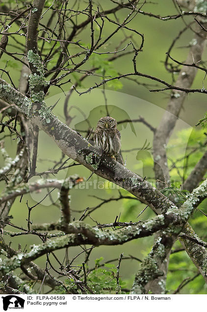Pacific pygmy owl / FLPA-04589