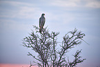 pale chanting goshawk