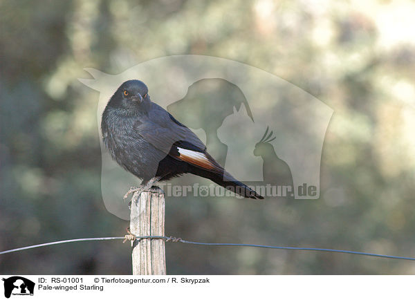 Pale-winged Starling / RS-01001