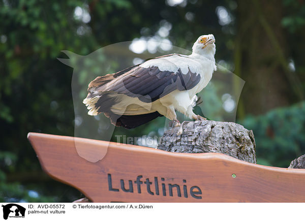 Palmgeier / palm-nut vulture / AVD-05572