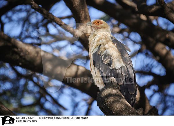 Palmgeier / palm-nut vulture / JR-05334