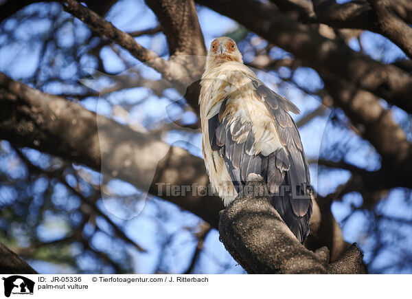 palm-nut vulture / JR-05336