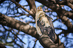 palm-nut vulture