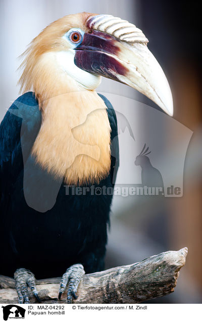 Papuan hornbill / MAZ-04292