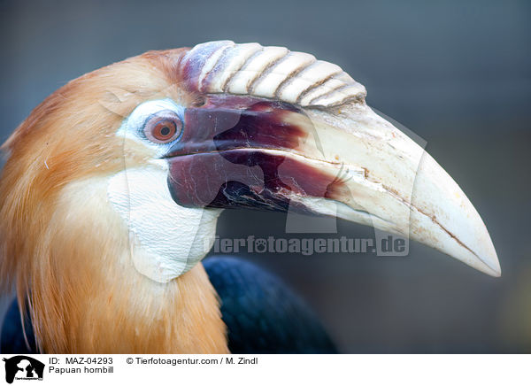 Papuahornvogel / Papuan hornbill / MAZ-04293