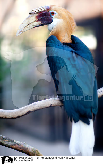 Papuahornvogel / Papuan hornbill / MAZ-04294