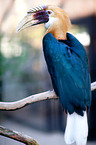 Papuan hornbill