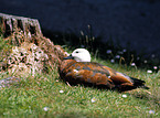 Paradise Shelduck