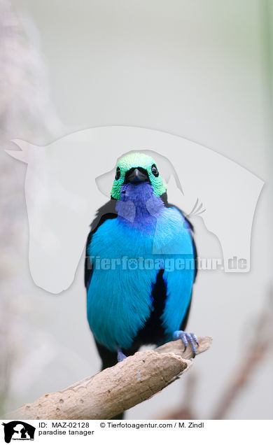 Paradies-Tangare / paradise tanager / MAZ-02128