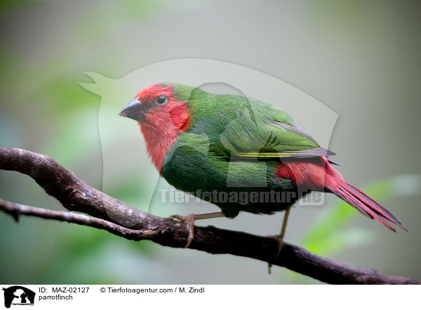 Papageiamadine / parrotfinch / MAZ-02127