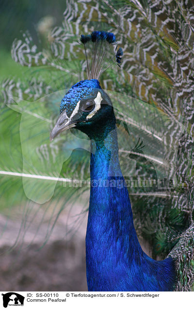 Blau indischer Pfau / Common Peafowl / SS-00110
