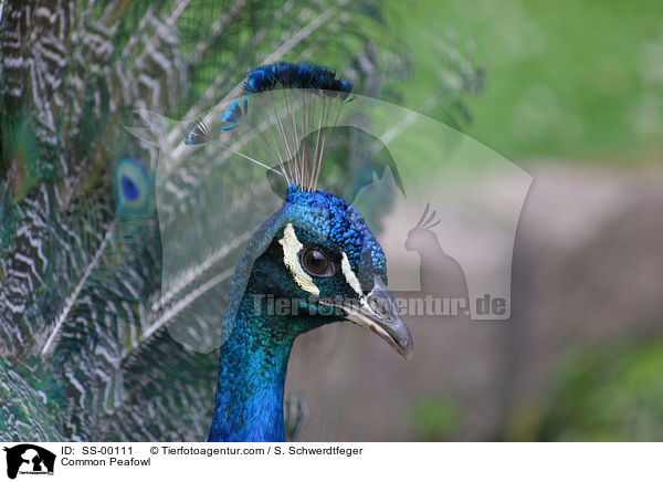 Blau indischer Pfau / Common Peafowl / SS-00111