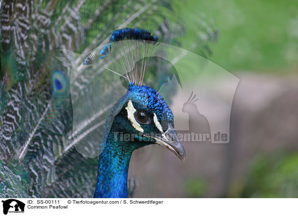 Common Peafowl / SS-00111