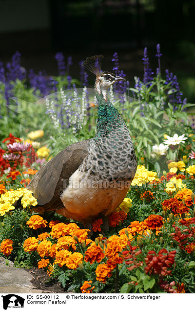 Blau indischer Pfau / Common Peafowl / SS-00112