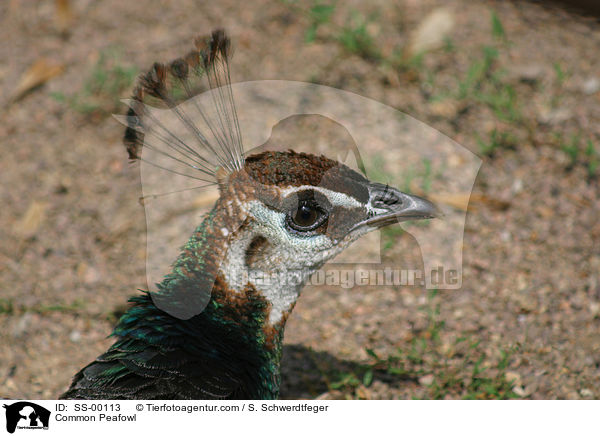 Blau indischer Pfau / Common Peafowl / SS-00113