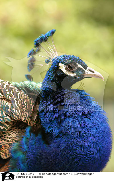 Pfau im Portrait / portrait of a peacock / SS-00247