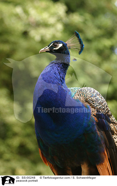 Pfau Portrait / peacock portrait / SS-00248