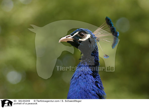 portrait of a peacock / SS-00249