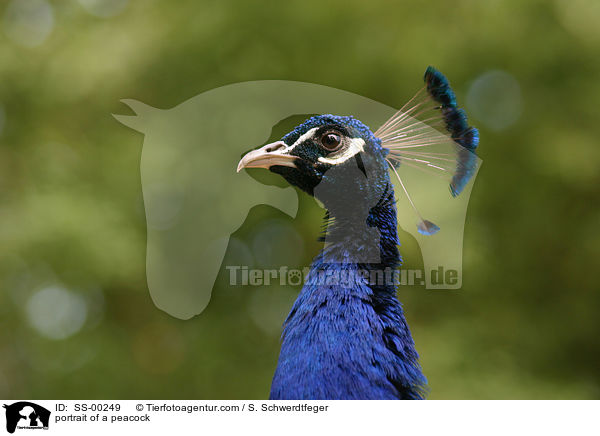 Pfau im Portrait / portrait of a peacock / SS-00249