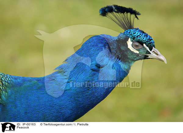 Pfau Mnnchen im Portrait / Peacock / IP-00163